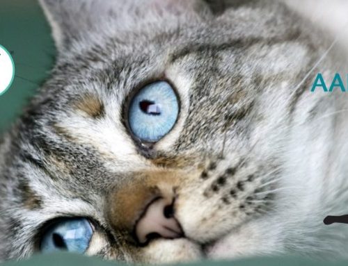 Being Feline Friendly