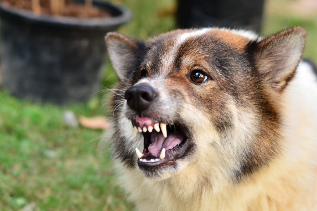 Why pets need rabies vaccines www.loyal-companions.com