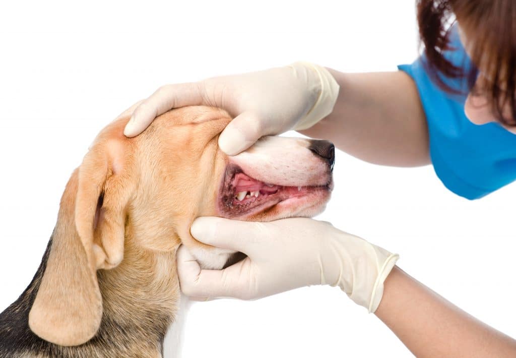 dog mouth