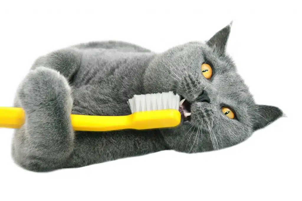 brushing teeth