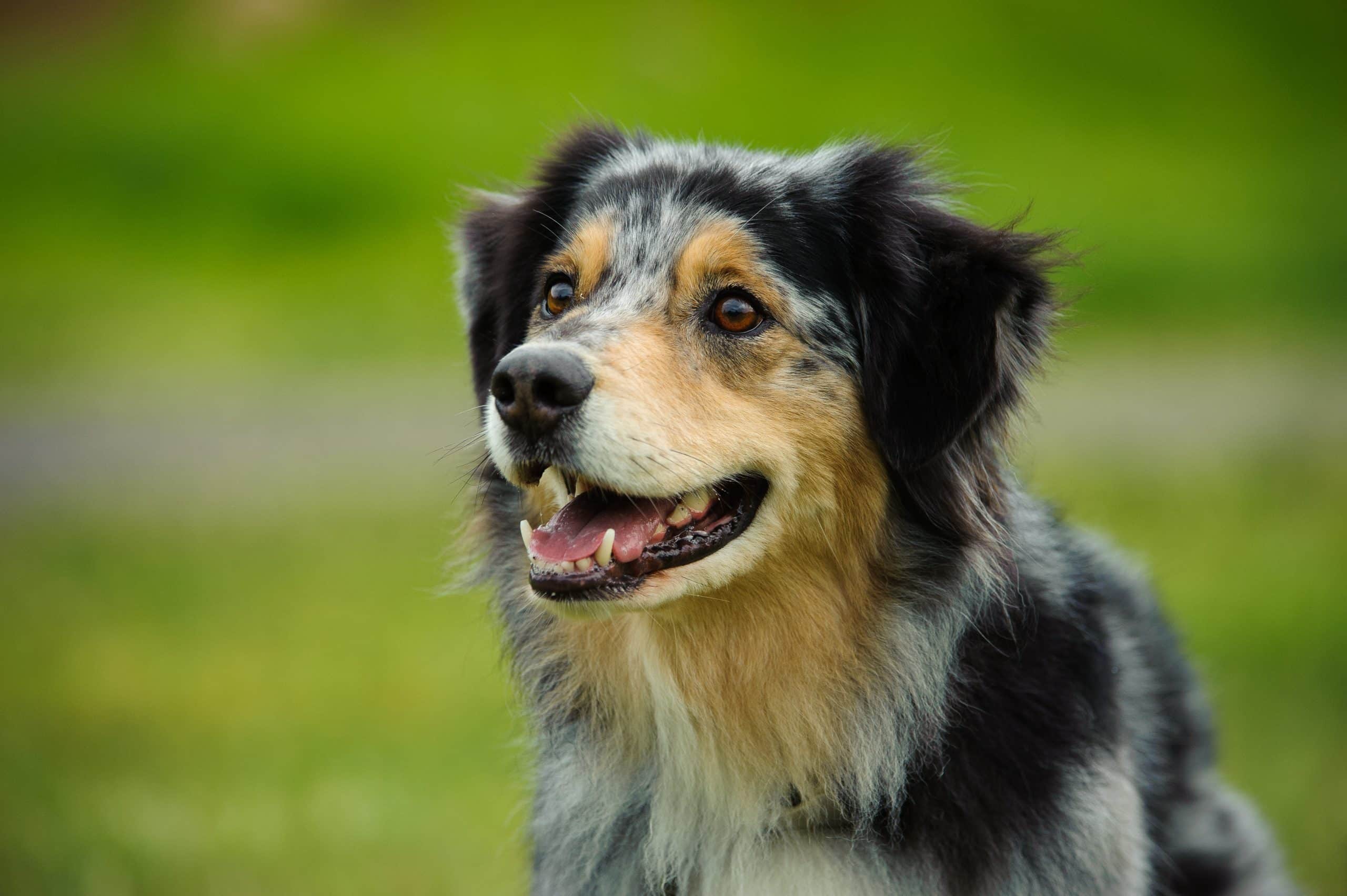 Australian Shepherd dog portrait in field